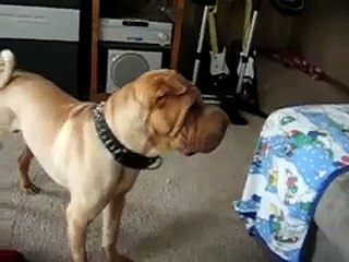English Bulldog vs. SharPei
