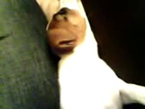 Talking Jack Russell Terrier Dog