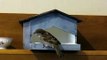 House Sparrows and a Bird House