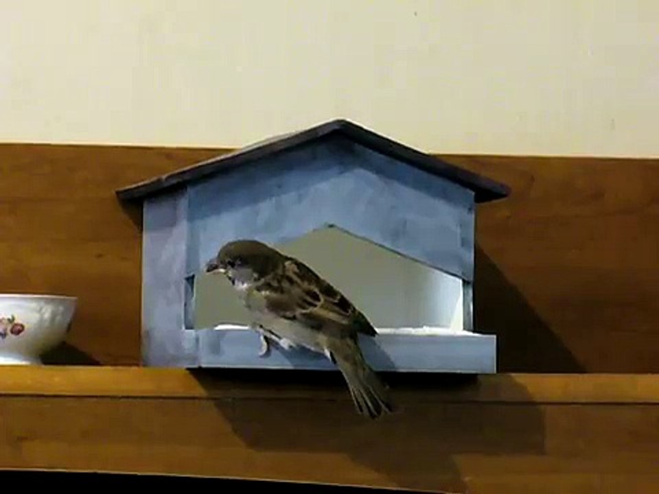 House Sparrows and a Bird House