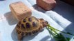 Re: russian tortoise feeding