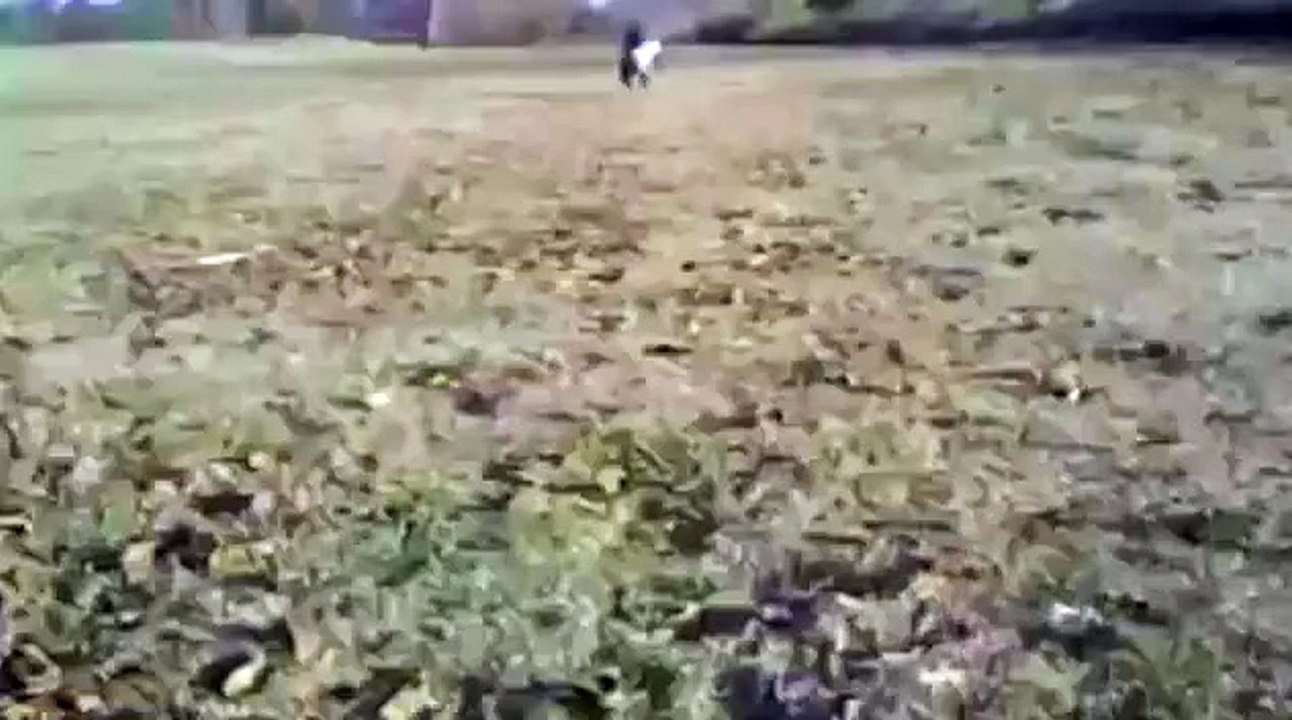 Pitbull Attack!