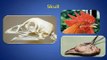Avian Skeletal Anatomy & Physiology by Dr. Robert Porter