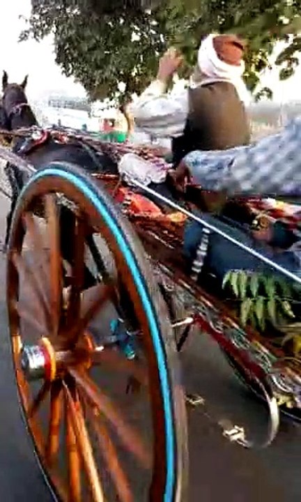 Tanga Horse Race in Delhi 2015 Khalifa Braham Pehlwan Horse Winner of Race