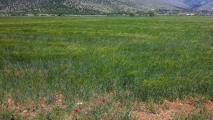 ''ΠΡΑΣΙΝΗ ΘΑΛΑΣΣΑ'' ΞΗΡΟΛΙΜΝΗ