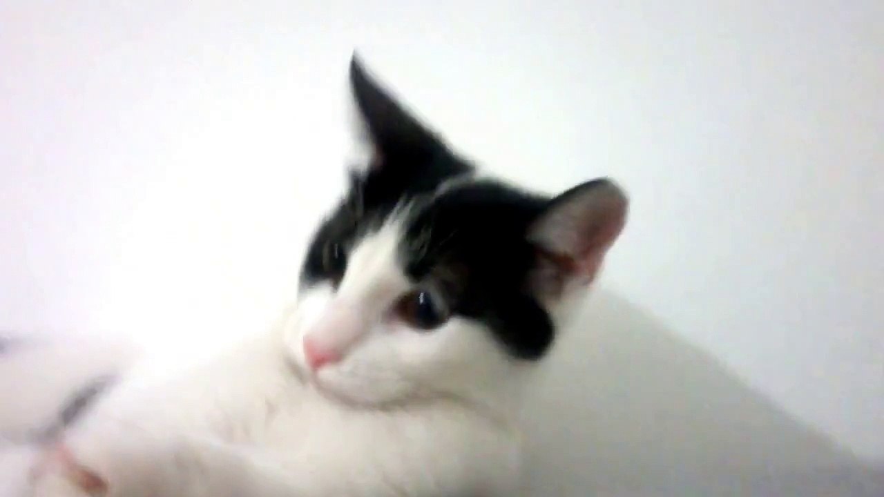 gatito super gracioso - so funny cat