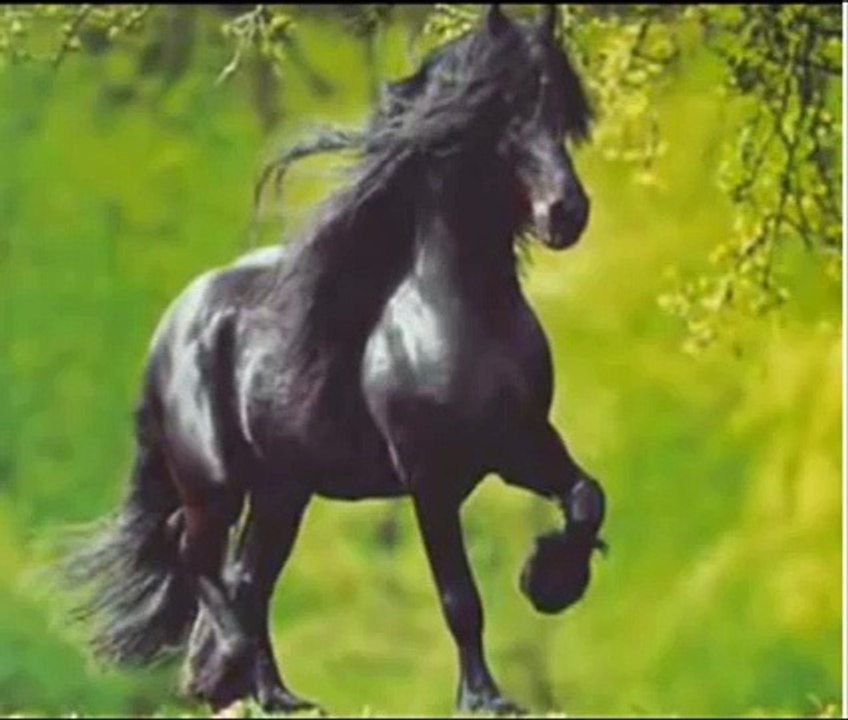 Le frison un si beau cheval