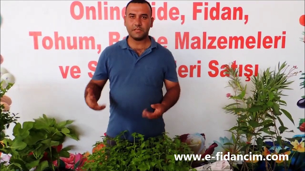 Nane Fidanı Fidesi Özellikleri ve Satışı