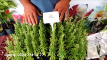 Yeşil Küçük Yapraklı Saksılık Fesleğen Reyhan  Fidesi Satışı ve Özellikleri