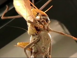 Mantis eats grasshopper