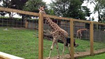 Feeding giraffes at Elmwood Park Zoo