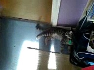 My cats playfighting, Merlin and Nermal.