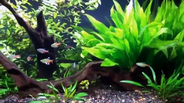 Overstocked Filigree Glass Bloodfin Tetras