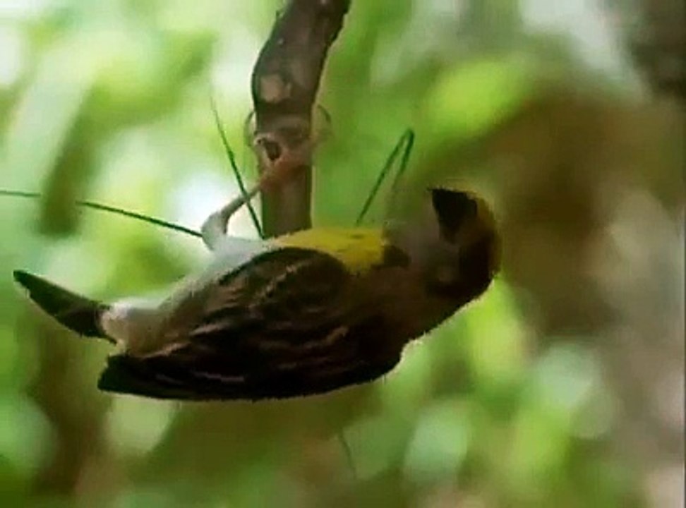 birds house