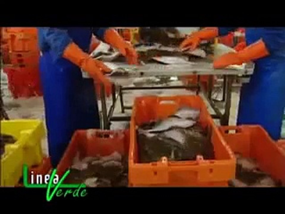 Urk en vis op RAI Uno - Linea Verde - mei 2010.mpg