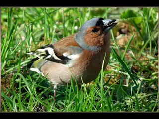 Bird Sounds / Madárhangok 2015 (English/Hungarian) from Hungary