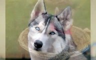 Best Dog Alaskan Malamute - Dogs Animal Vines 2015