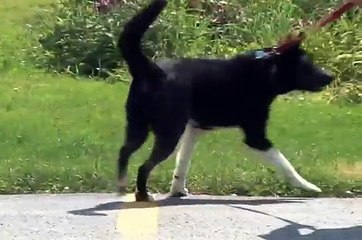 Dogs for Adoption in Northern Illinois