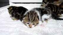 Cutest Cat Moments. The Big Cutest cats Family ever.