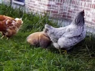 konijn bespringt kip...