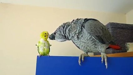 African grey parrot and Budgie are best friends