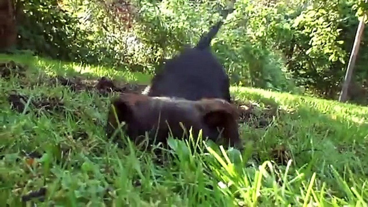 Miniature dachshund digging