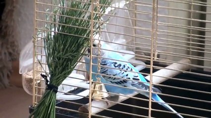 angry bird crazy budgie funny bird XD