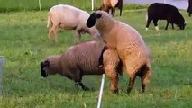 Sheep animal funny Sheeps Funny Animals