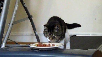 Comment Faire Maigrir Son Chat Video Dailymotion