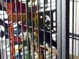 Parrot Care 101 - Bird Cage 1 Starring Puppy & Einstein