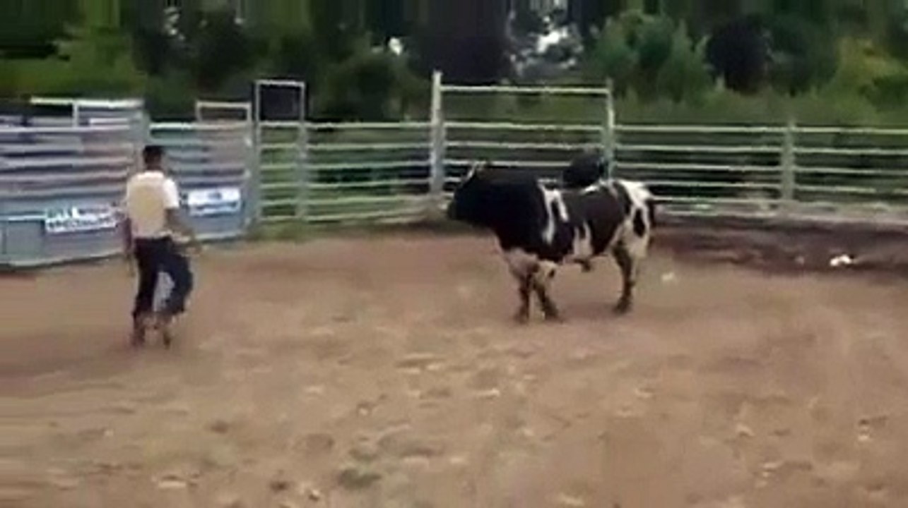 Toro Ataca a hombre y le rompe la cabeza