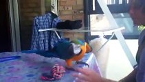 Blå/Gul ara papegøje spiller bold