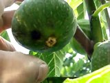 How to pick and eat figs fresh from my giant fig tree