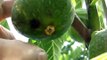 How to pick and eat figs fresh from my giant fig tree