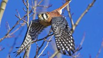 Climate Change Threatens HALF Of North American Birds