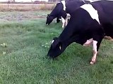 Cows grazing bermudagrass