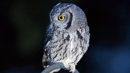 Western Screech-Owl in Backyard at Night