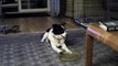 Marble my cute talking border collie puppy wants someone to play frisbee with her