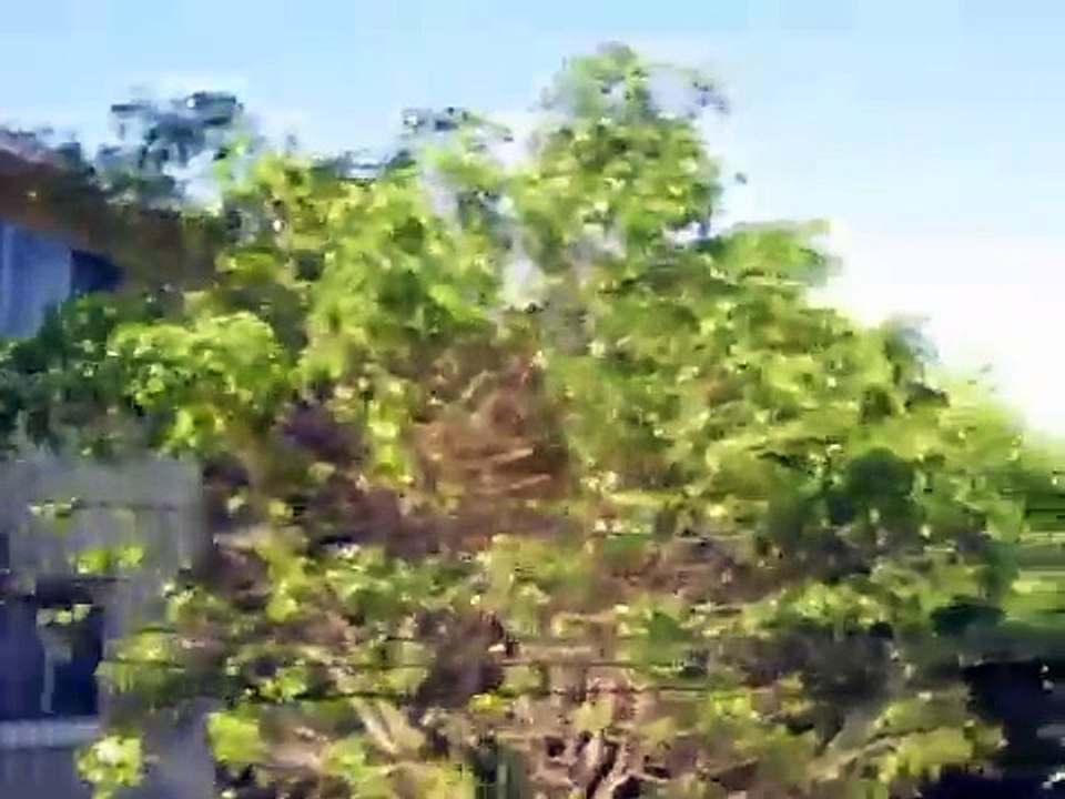 Church of Scientology's Cadet Org/Kids in the Sea Org