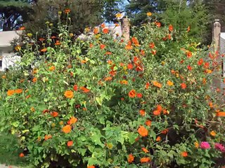 Tithonia: Mexican Sunflower