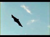 Slow Motion Bat Flying