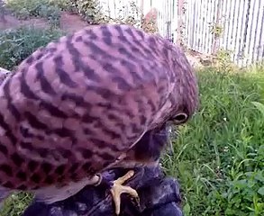 Kestrel eats sparrow