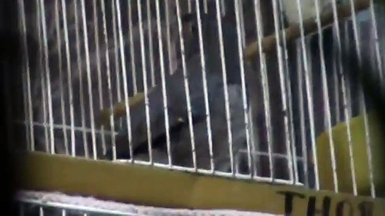 El Canto Del Huitlacoche