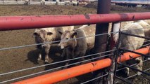 Grassfed Beef without Hormones or Antibiotics and how we keep out the Unqualified