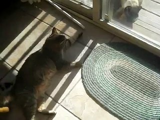 Tiger Comes & Visits "Chinese" Kitty