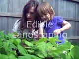 Edible Garden in Raised Beds - May 2009