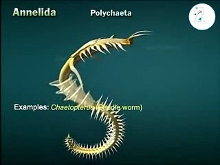 Annelida classification