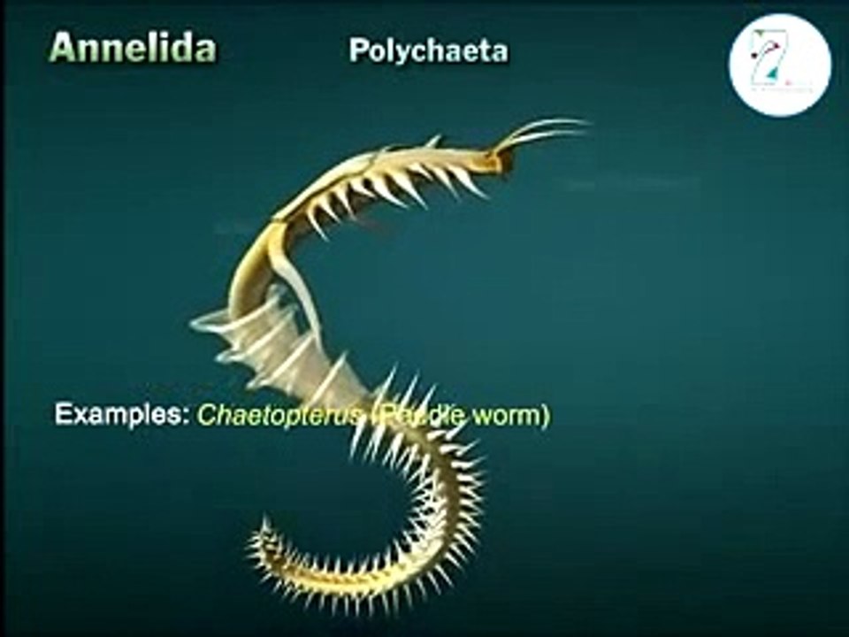 Annelida classification