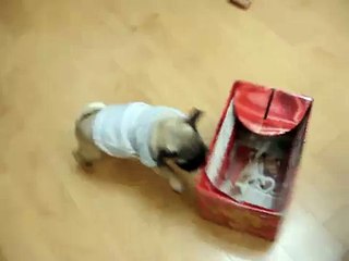 pug Pocky jumps into the box-跳進紙箱