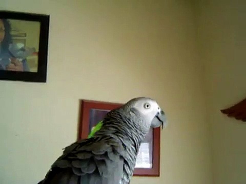 HIP HOP PARROTS #2